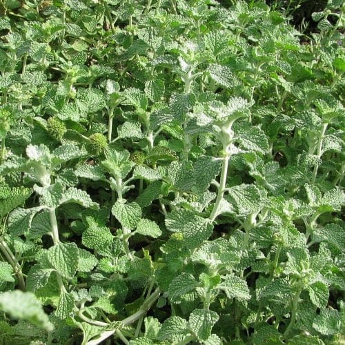 Horehound - TheRecipe.Website