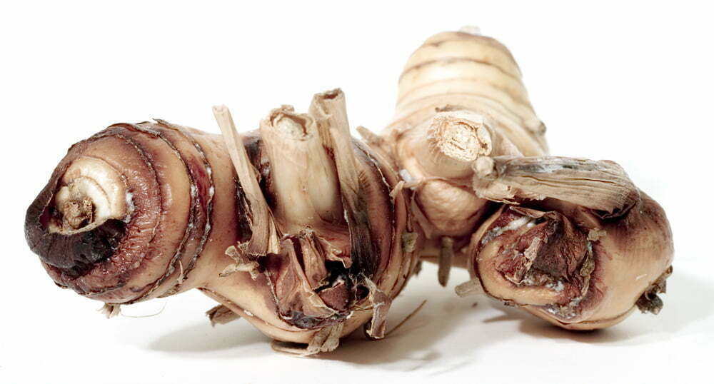 Galangal Recipes - TheRecipe.Website