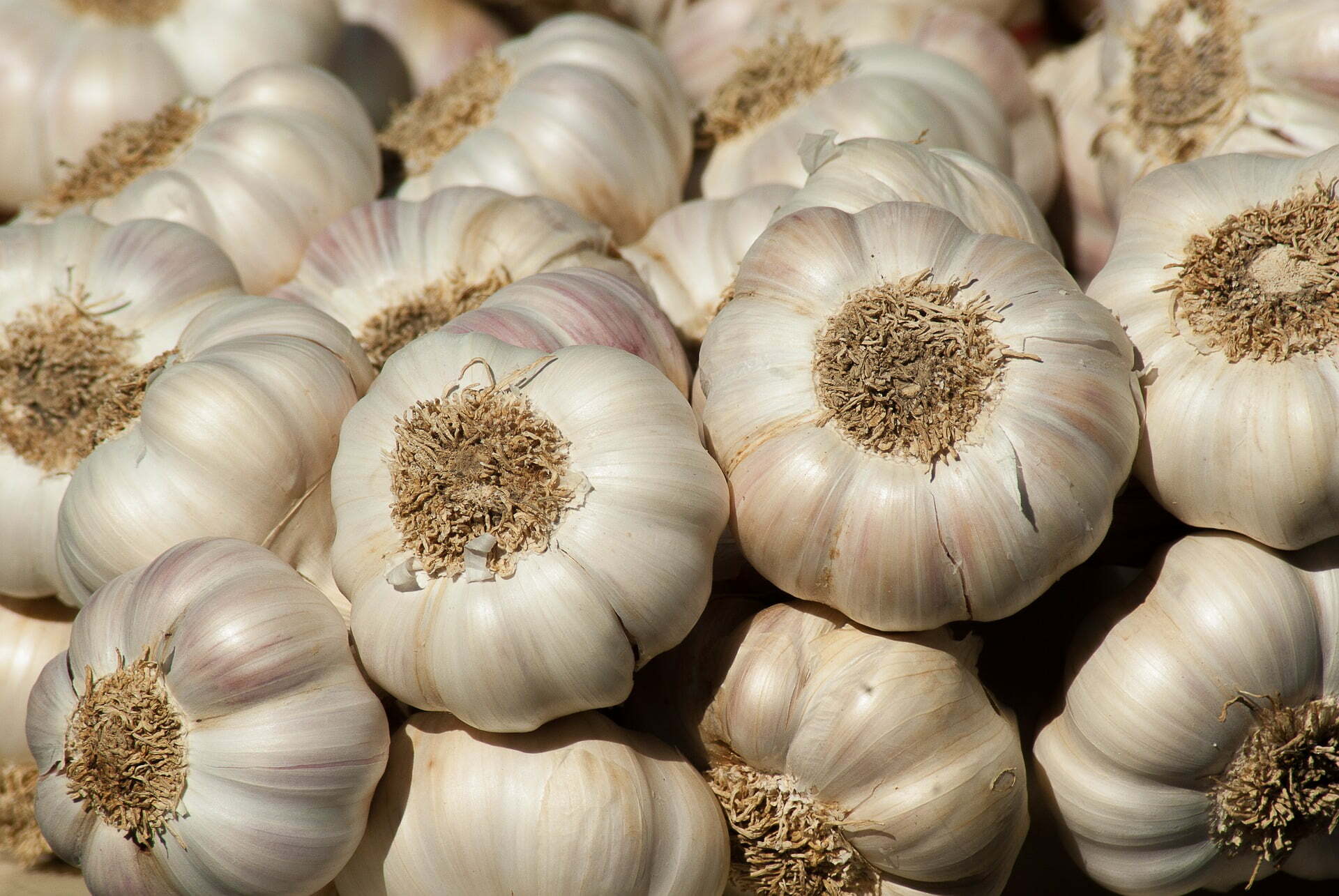 Garlic - TheRecipe.Website