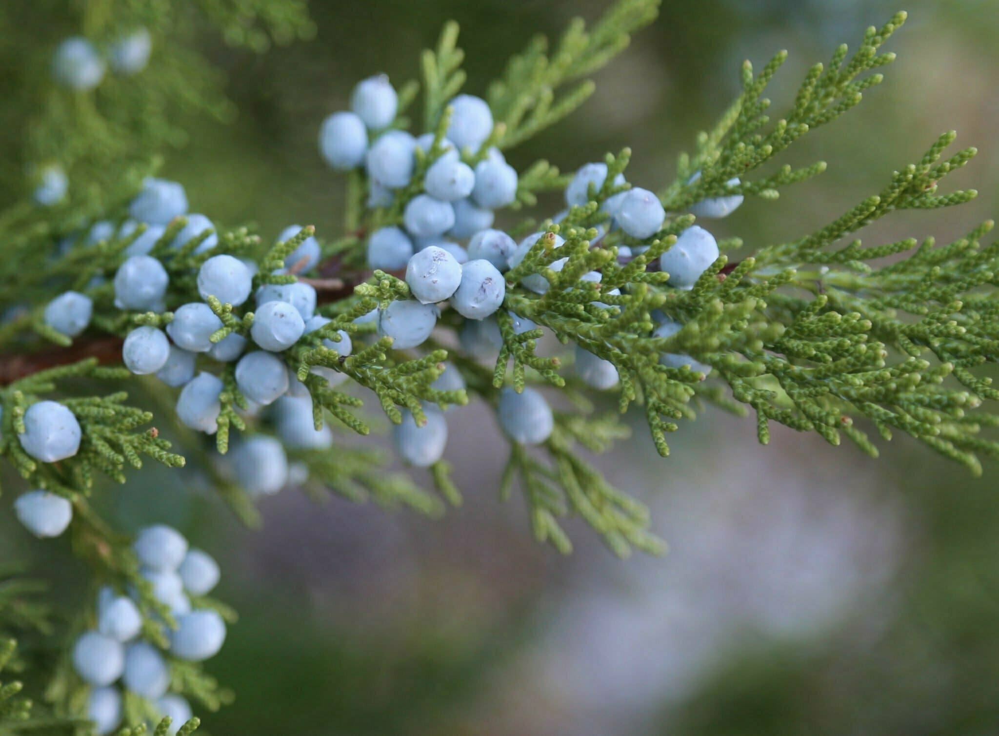 Juniper Berries - TheRecipe.Website