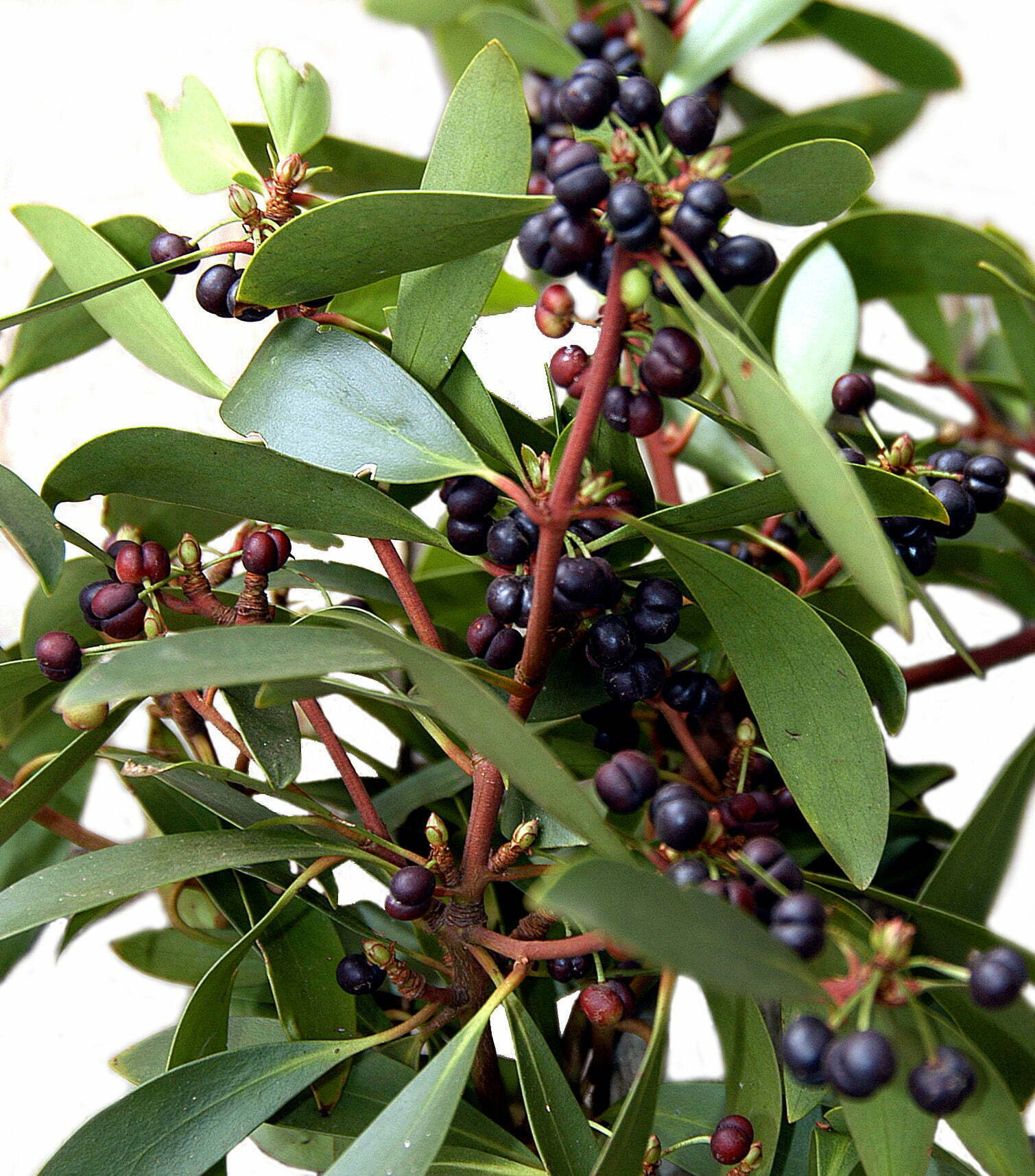 Mountain Pepper- TheRecipe.Website