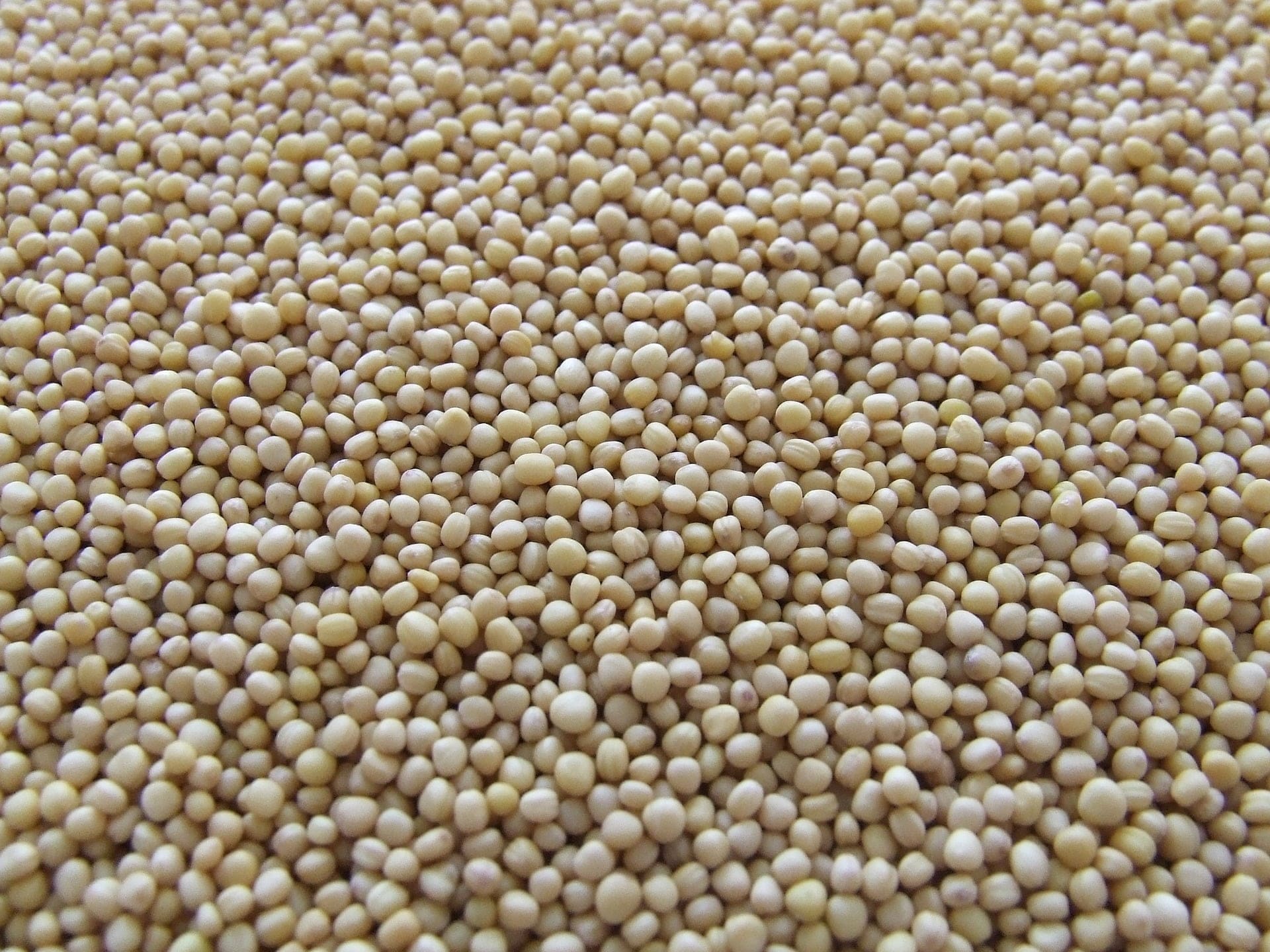 Mustard Seeds - TheRecipe.Website