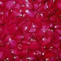 Rose - TheRecipe.Website