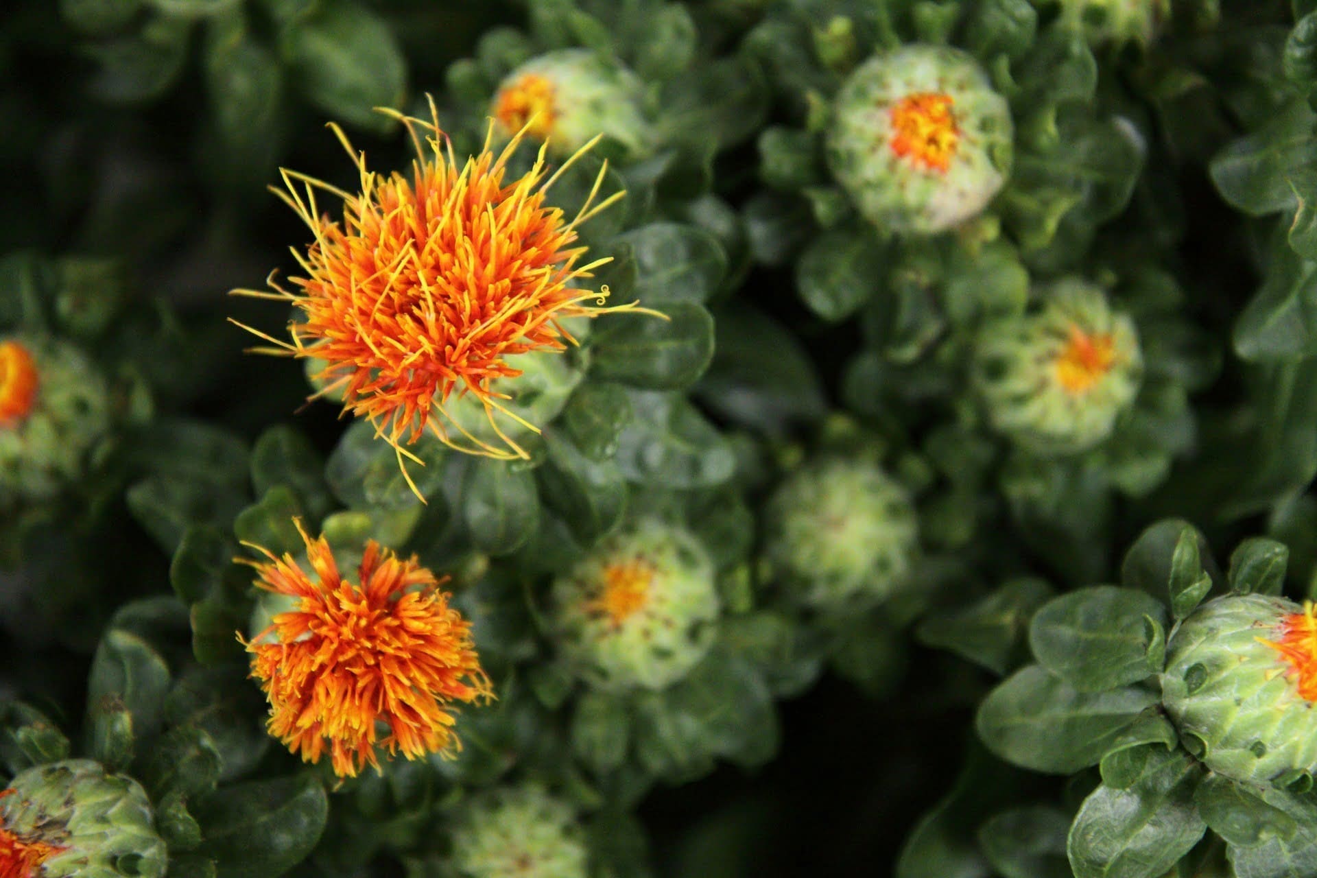 Safflower - TheRecipe.Website