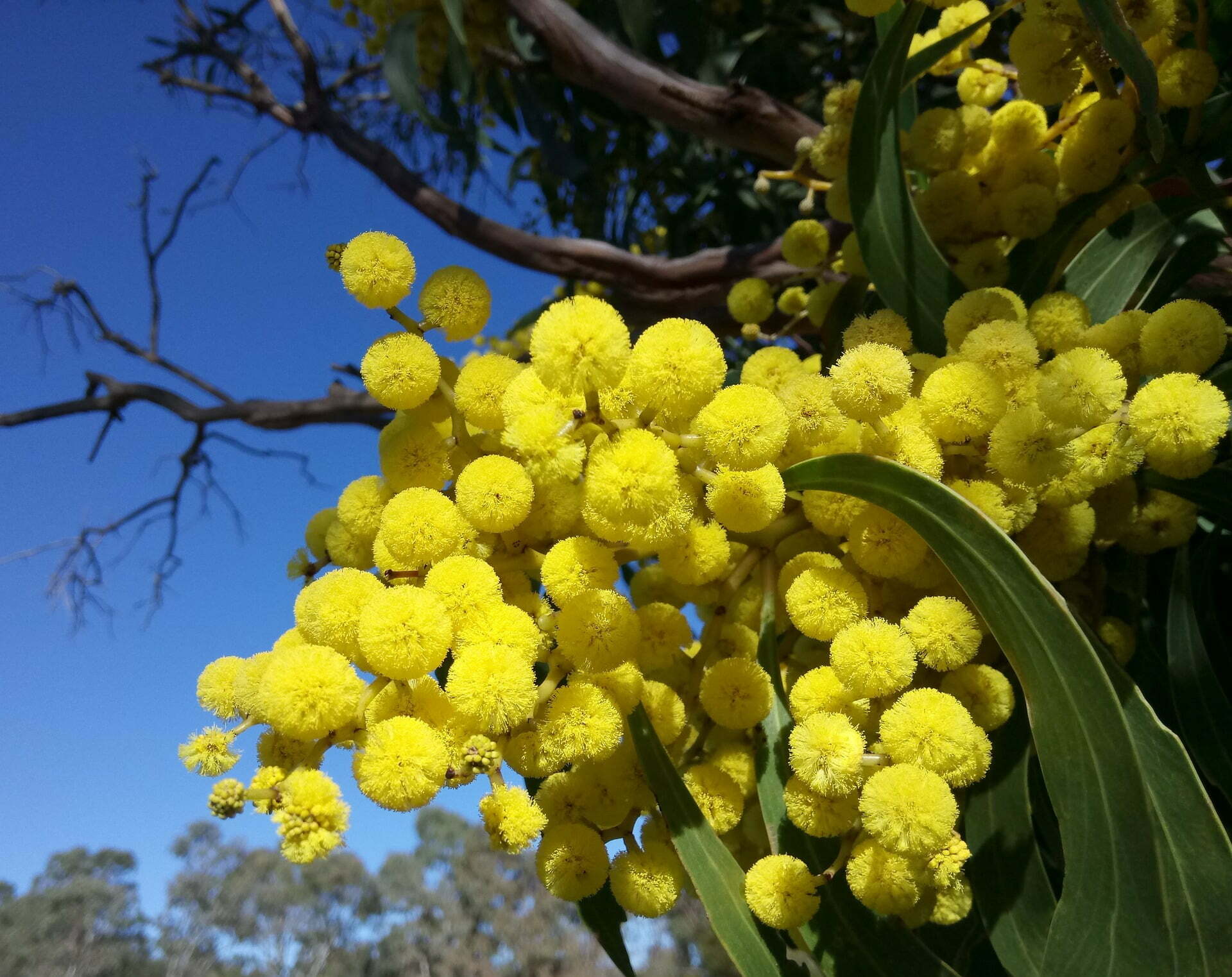 Wattle - TheRecipe.Website