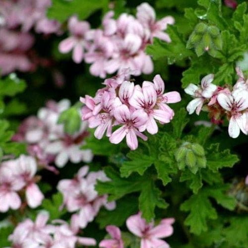 Geranium - TheRecipe.Website