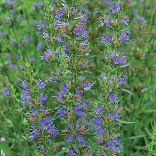 Hyssop - TheRecipe.Website