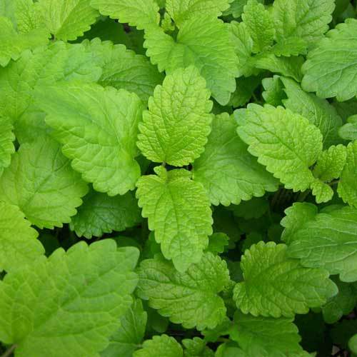Lemon Balm - TheRecipe.Website