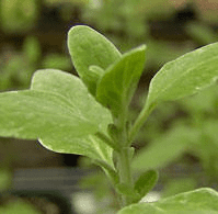 Micromeria - TheRecipe.Website