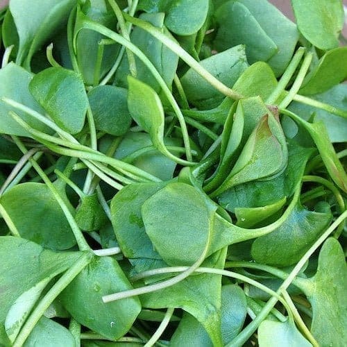 Watercress - TheRecipe.Website