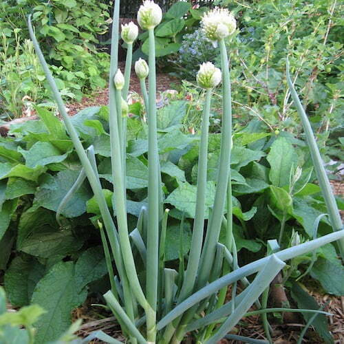 Welsh Onions - TheRecipe.Website