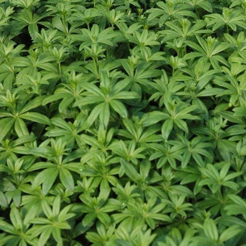 woodruff - therecipe.website