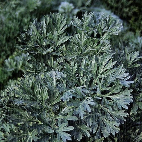 wormwood - therecipe.website