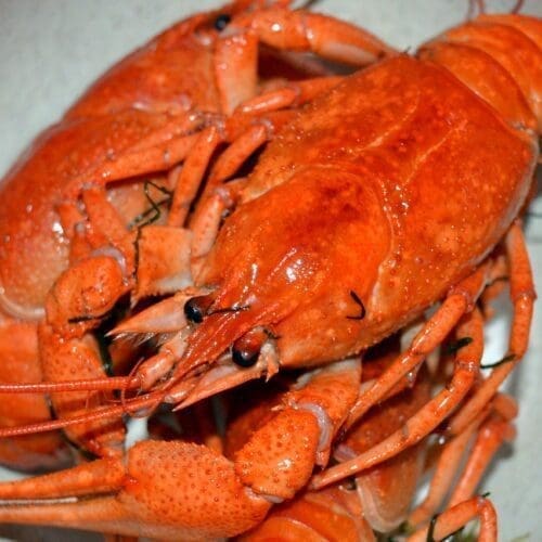 How to Cook Crayfish Three Ways - TheRecipe.Website